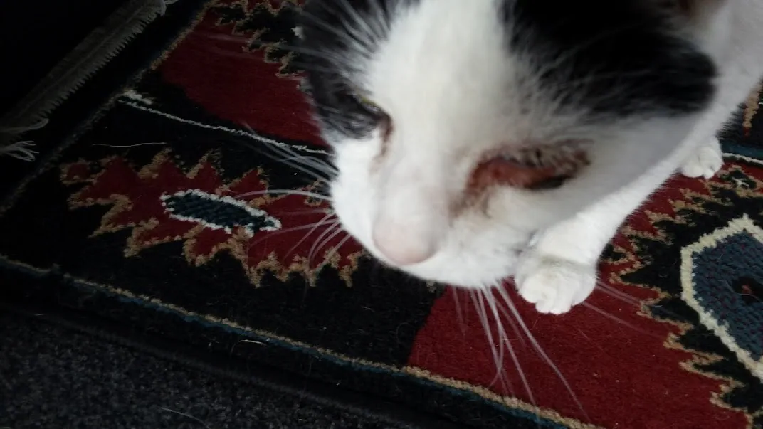 D03 taking marshall to the vet costing 261 nz dollars 3 apr 2018 (3)